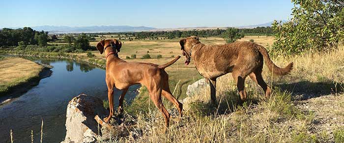 The Dogs of Arris in Montana